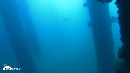 Scripps Pier Underwater Live Webcam - Oct 14, 2026, 9:28am PDT