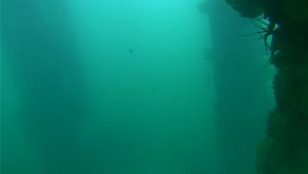 Scripps Pier Underwater Live Webcam - Oct 26, 2025, 9:06am PDT