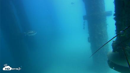 Scripps Pier Underwater Live Webcam - Aug 6, 2026, 1:50pm PDT
