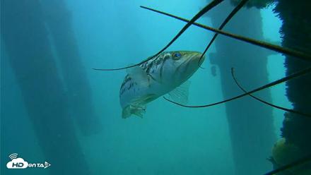 Scripps Pier Underwater Live Webcam - Oct 8, 2026, 12:39pm PDT
