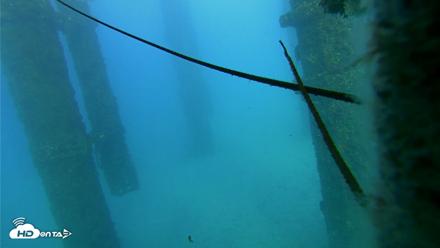 Scripps Pier Underwater Live Webcam - Oct 19, 2026, 5:17pm PDT