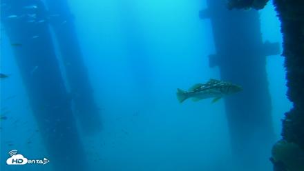 Scripps Pier Underwater Live Webcam - Sep 16, 2026, 10:34am PDT