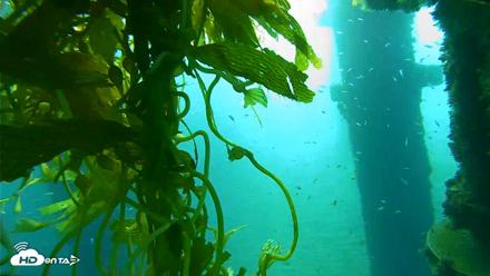 Scripps Pier Underwater Live Webcam - Oct 6, 2026, 7:58am PDT