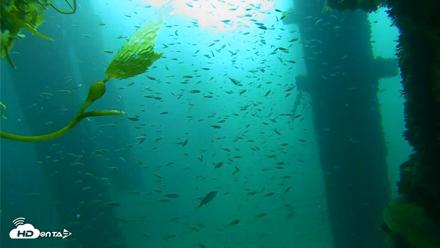 Scripps Pier Underwater Live Webcam - Oct 6, 2026, 8:23am PDT