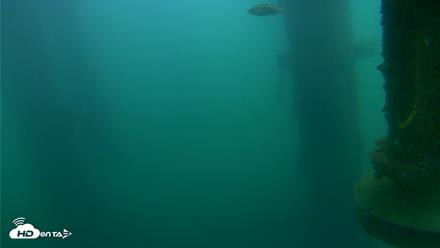 Scripps Pier Underwater Live Webcam - Jul 16, 2026, 6:31am PDT
