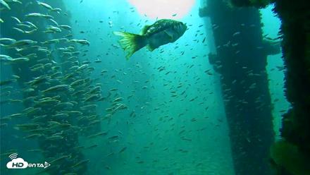 Scripps Pier Underwater Live Webcam - Oct 7, 2026, 8:29am PDT