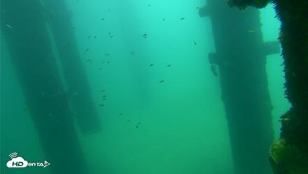 Scripps Pier Underwater Live Webcam - Sep 24, 2026, 11:46am PDT