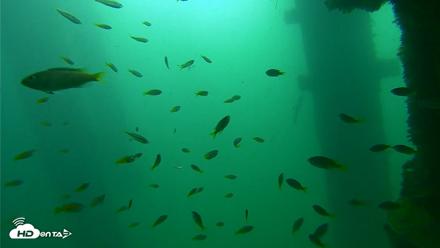 Scripps Pier Underwater Live Webcam - Sep 23, 2026, 9:48am PDT
