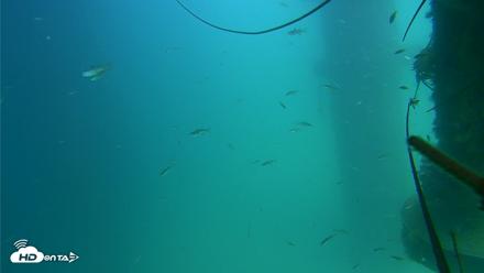 Scripps Pier Underwater Live Webcam - Aug 17, 2026, 2:28pm PDT