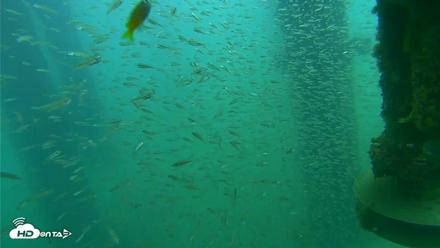 Scripps Pier Underwater Live Webcam - Aug 14, 2026, 8:08am PDT