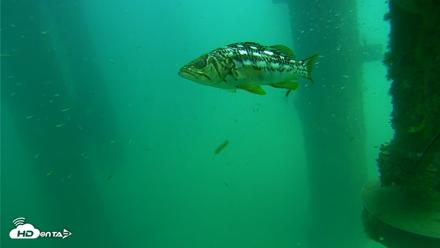 Scripps Pier Underwater Live Webcam - Aug 14, 2026, 2:28pm PDT