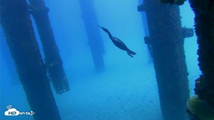 Scripps Pier Underwater Live Webcam - Oct 7, 2026, 12:28pm PDT