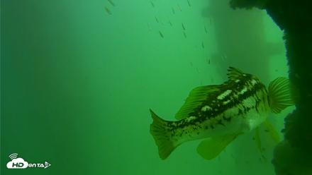 Scripps Pier Underwater Live Webcam - Sep 18, 2026, 2:44pm PDT