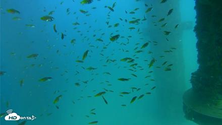 Scripps Pier Underwater Live Webcam - Aug 22, 2026, 5:20pm PDT