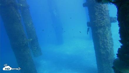 Scripps Pier Underwater Live Webcam - Oct 16, 2026, 3:12pm PDT