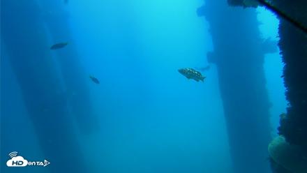 Scripps Pier Underwater Live Webcam - Oct 14, 2026, 12:02pm PDT