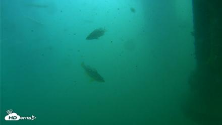 Scripps Pier Underwater Live Webcam - Jul 27, 2026, 10:25am PDT
