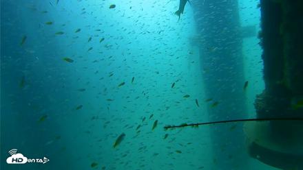 Scripps Pier Underwater Live Webcam - Aug 10, 2026, 10:19am PDT