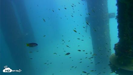 Scripps Pier Underwater Live Webcam - Aug 24, 2026, 1:44pm PDT
