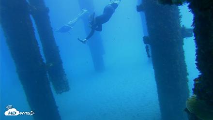 Scripps Pier Underwater Live Webcam - Oct 7, 2026, 12:45pm PDT