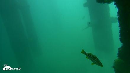 Scripps Pier Underwater Live Webcam - Oct 8, 2026, 12:22pm PDT