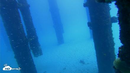 Scripps Pier Underwater Live Webcam - Oct 7, 2026, 12:21pm PDT