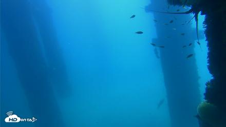 Scripps Pier Underwater Live Webcam - Oct 9, 2026, 12:08pm PDT