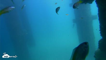 Scripps Pier Underwater Live Webcam - Sep 18, 2026, 2:13pm PDT