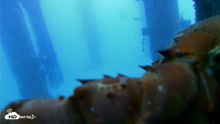 Scripps Pier Underwater Live Webcam - Aug 7, 2026, 7:03am PDT