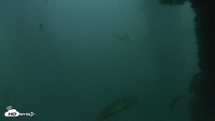 Scripps Pier Underwater Live Webcam - Oct 12, 2026, 6:40am PDT