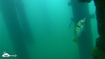 Scripps Pier Underwater Live Webcam - Sep 21, 2026, 8:41am PDT