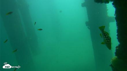 Scripps Pier Underwater Live Webcam - Oct 8, 2026, 12:13pm PDT