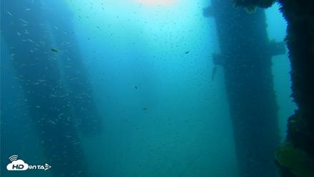 Scripps Pier Underwater Live Webcam - Sep 25, 2026, 9:09am PDT