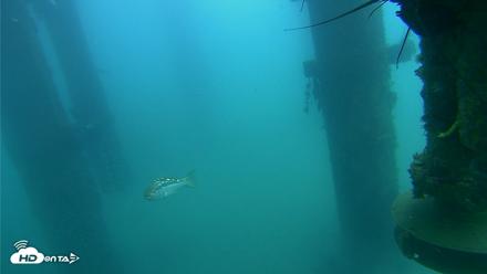 Scripps Pier Underwater Live Webcam - Aug 4, 2026, 11:42am PDT