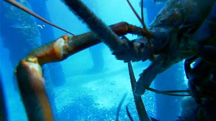 Scripps Pier Underwater Live Webcam - Jan 19, 2026, 11:36am PST