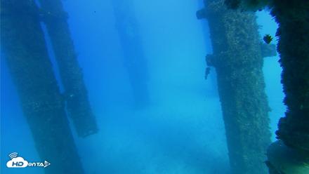Scripps Pier Underwater Live Webcam - Oct 19, 2026, 4:18pm PDT