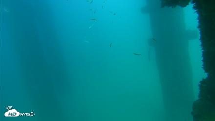 Scripps Pier Underwater Live Webcam - Sep 16, 2026, 3:57pm PDT