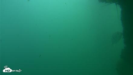 Scripps Pier Underwater Live Webcam - Oct 12, 2026, 3:02pm PDT