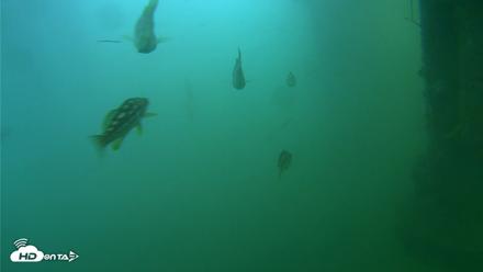 Scripps Pier Underwater Live Webcam - Jul 27, 2026, 8:39am PDT