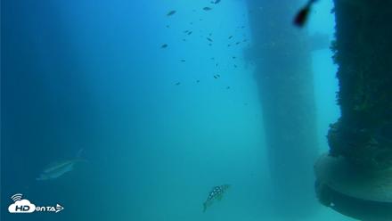 Scripps Pier Underwater Live Webcam - Aug 11, 2026, 2:04pm PDT
