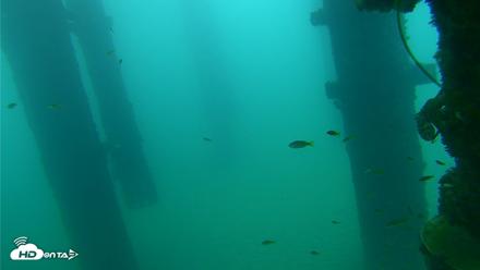 Scripps Pier Underwater Live Webcam - Sep 22, 2026, 7:31am PDT