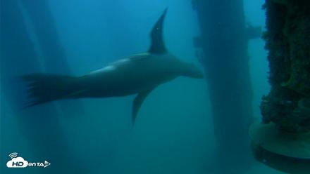 Scripps Pier Underwater Live Webcam - Aug 14, 2026, 6:20am PDT