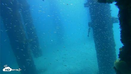 Scripps Pier Underwater Live Webcam - Oct 6, 2026, 12:21pm PDT