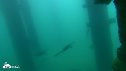 Scripps Pier Underwater Live Webcam - Sep 18, 2026, 7:56am PDT