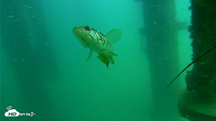 Scripps Pier Underwater Live Webcam - Aug 14, 2026, 2:28pm PDT