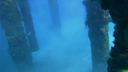 Scripps Pier Underwater Live Webcam - Feb 2, 2026, 1:36pm PST