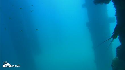 Scripps Pier Underwater Live Webcam - Sep 16, 2026, 1:17pm PDT