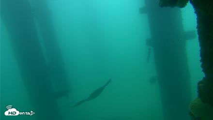 Scripps Pier Underwater Live Webcam - Sep 18, 2026, 7:56am PDT
