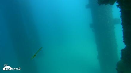 Scripps Pier Underwater Live Webcam - Sep 17, 2026, 3:06pm PDT