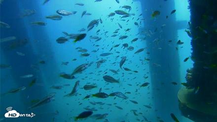 Scripps Pier Underwater Live Webcam - Aug 27, 2026, 11:17am PDT